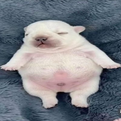Pibble Coin PIBBLE pibble Price Today, Live Coin Chart & USD/USDT Rates | DropsTab
